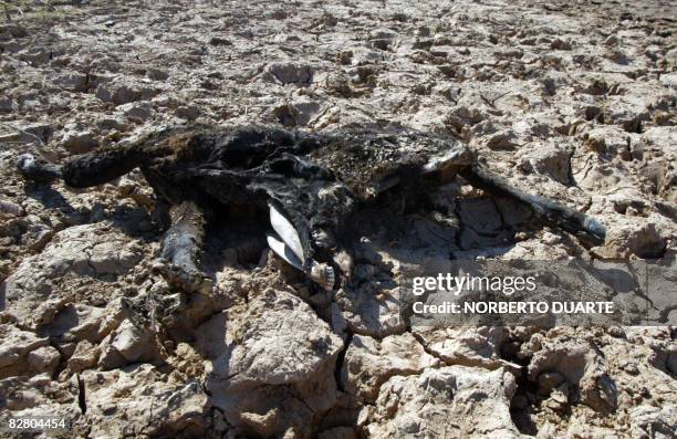 The carcass of a cow lies on a dried pool in the semi-arid region of the Paraguayan Chaco around Cruce Pioneros, some 400 km north of Asuncion, on...