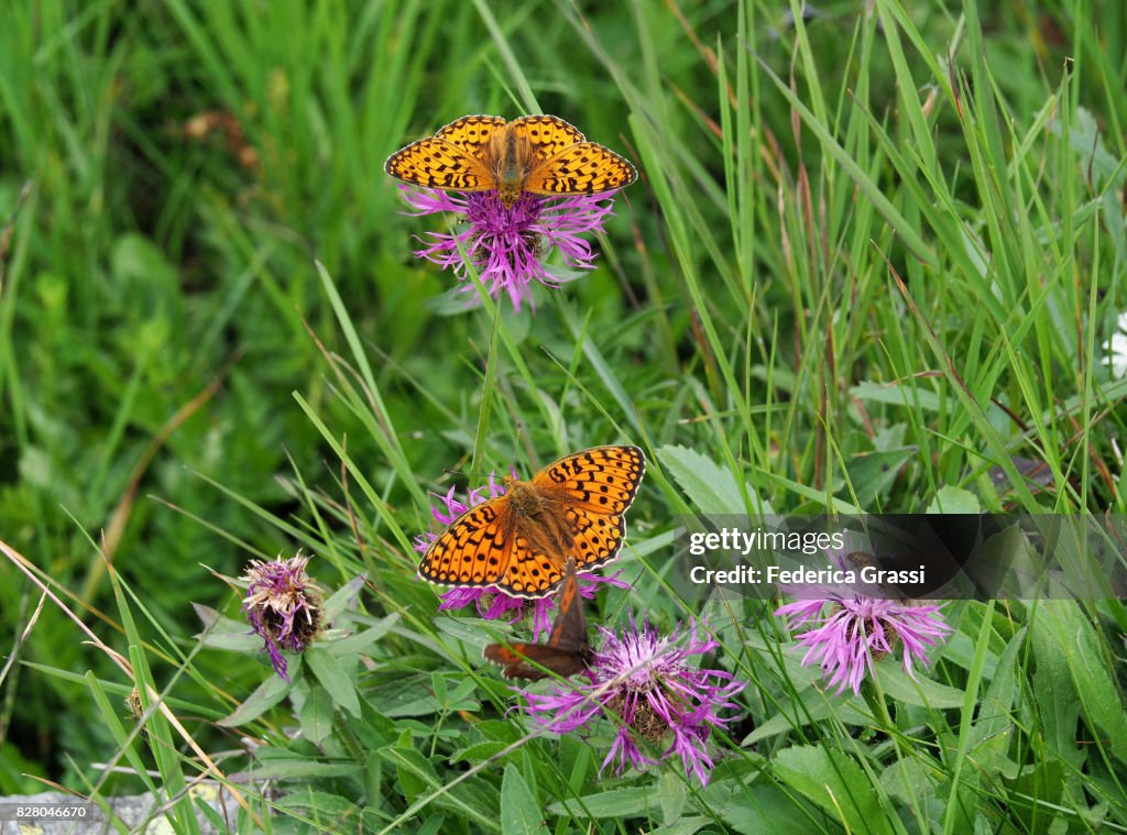 Small Pearl-Bordered Fritillary (Clossiana Selene)
