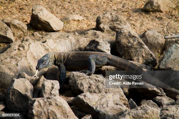 komodo archipelago, lesser sunda islands or nusa tenggara, indonesia, august 30, 2015 - gespleten tong stockfoto's en -beelden