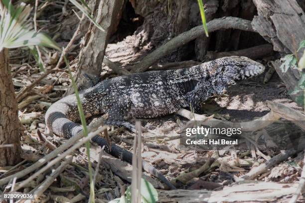 argentine black and white tegu lizard - black and white tegu stock pictures, royalty-free photos & images