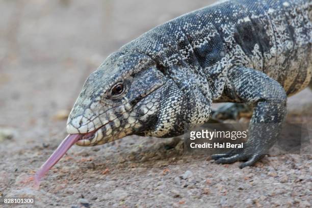 argentine black and white tegu lizard close-up - black and white tegu stock pictures, royalty-free photos & images