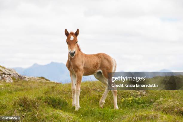 icelandic foal - fillies stock pictures, royalty-free photos & images