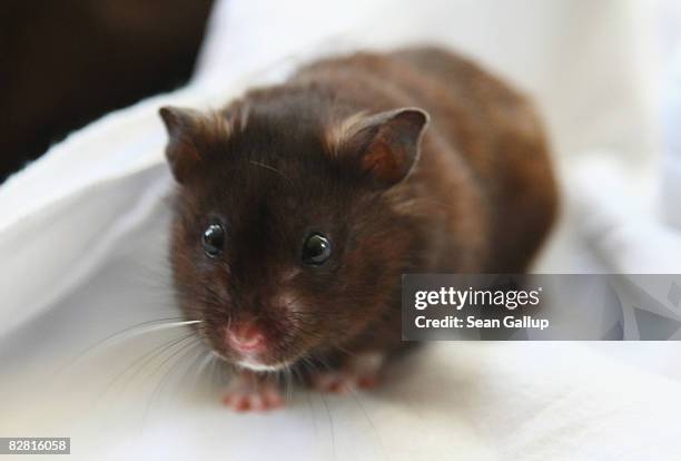 Pet hamster enjoys a brief moment of freedom outside his cage on September 13, 2008 in Berlin, Germany. Hamsters are among the most popular pets for...