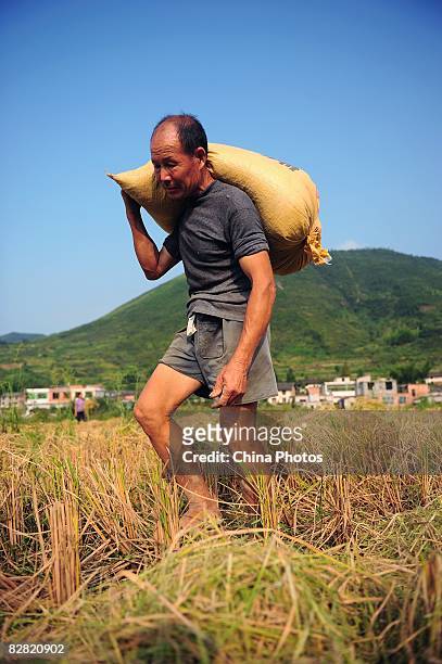 Sixty-three-year-old farmer Wu Shenglin carries a package of paddies at a field at the Shangshan Village on September 14, 2008 in Xiushui County of...