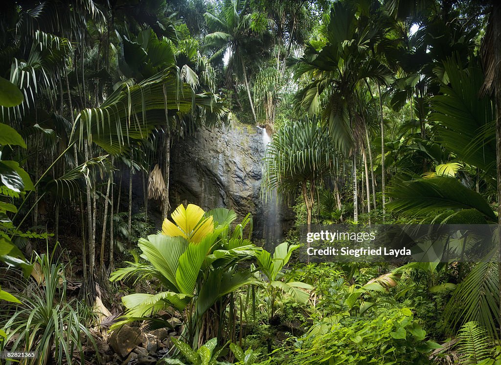 Tropical Rainforest with Waterfall