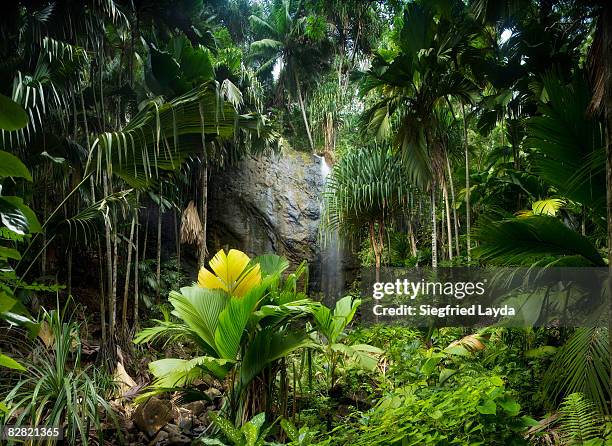 tropical rainforest with waterfall - plante tropicale photos et images de collection