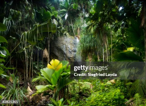 Tropical Rainforest with Waterfall Tropical Rainforest with Waterfall
