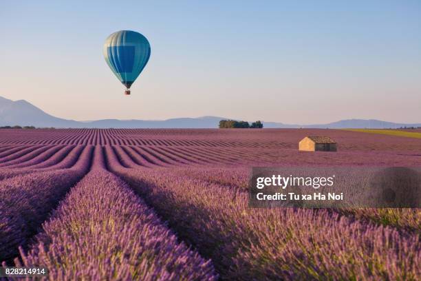 hot air balloon over lavender field in provence, france - hot air balloon stock pictures, royalty-free photos & images