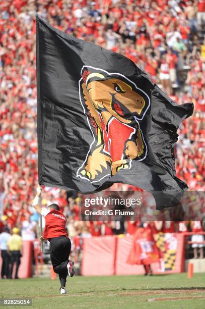 Cheerleader runs across the field with a Maryland Terrapin flag during the game between the Maryland Terrapins and the California Golden Bears on...