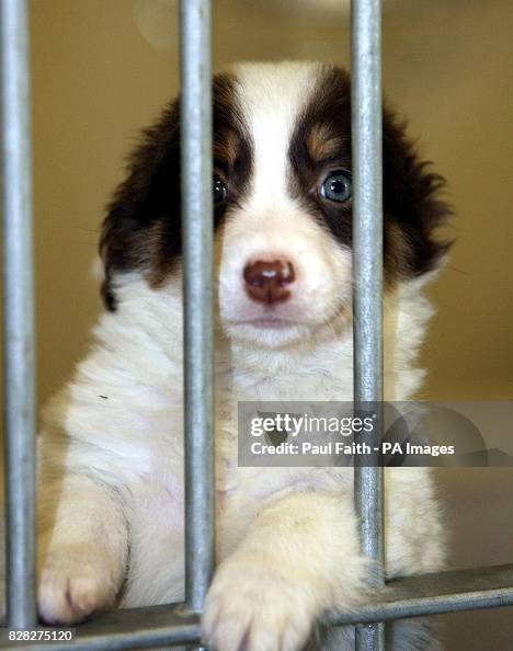 Rspca Dogs For Puppy Pet Adoption Near Me Rehoming Centre Foster