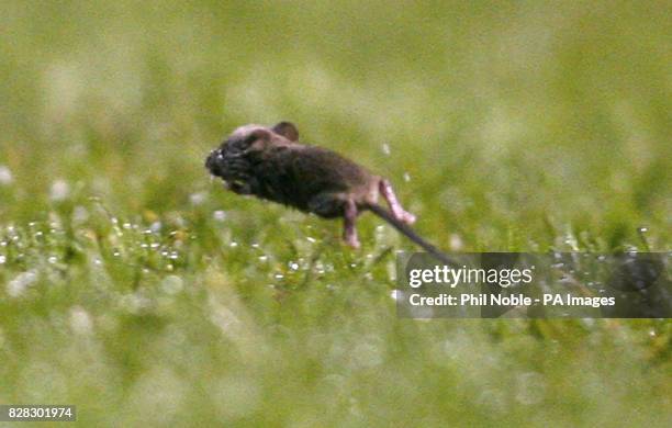 Mouse runs on the pitch during the FA Cup replay between Manchester United and Burton yesterday evening. Manchester United have denied having a mouse...