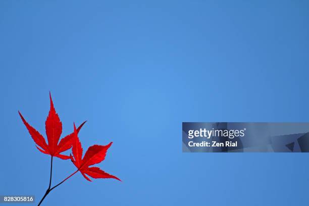 two japanese maple leaves against clear blue sky - canadian maple trees from below stock-fotos und bilder