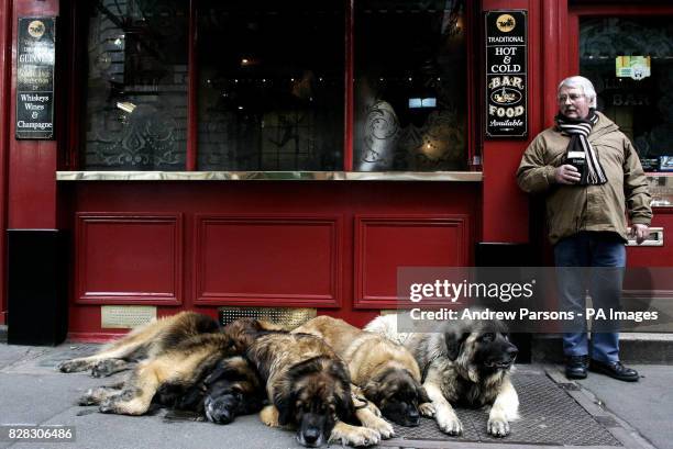 Joe Rothery from Chelmsford, Essex takes his Leonberger Lion Dogs Remondo 9, Morgan 5, Josie 9 months, Arran 5, out for a walk and stops for a pint...