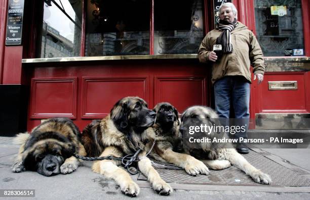Joe Rothery From Chelmsford, Essex takes his Leonberger Lion Dogs Remondo 9, Morgan 5, Josie 9 months, Arran 5, out for a walk and stops for a pint...