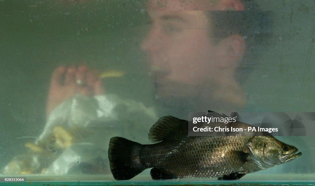 CONSUMER Barramundi