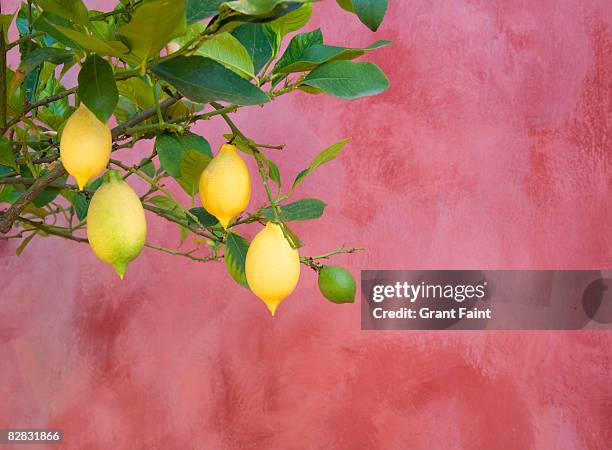 lemon tree near red wall - lemon tree stockfoto's en -beelden