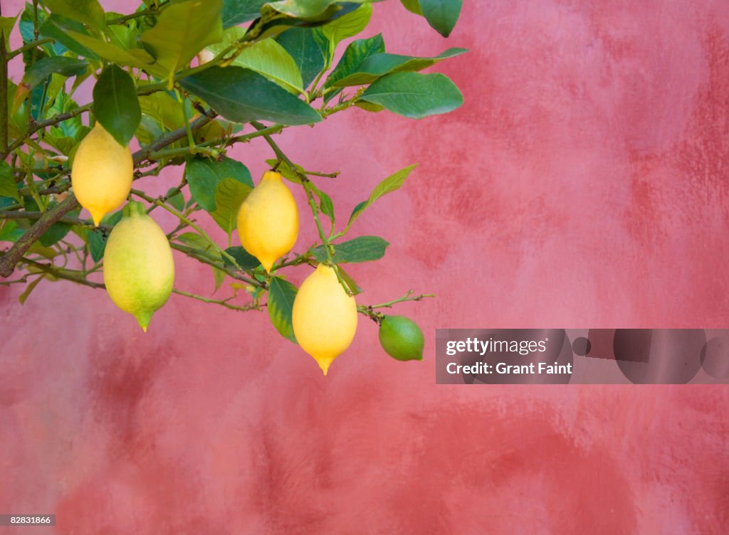 Lemon tree near red wall