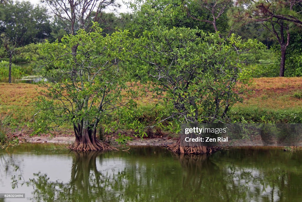 Annona Glabra - Pond apple, alligator apple, swamp apple