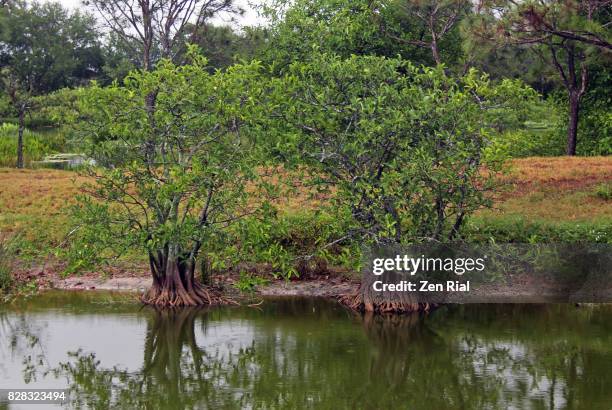annona glabra - pond apple, alligator apple, swamp apple - gloomy swamp stock pictures, royalty-free photos & images