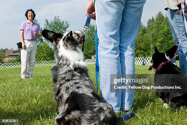 humorous moment during dog training class - cardigan welsh corgi stock pictures, royalty-free photos & images