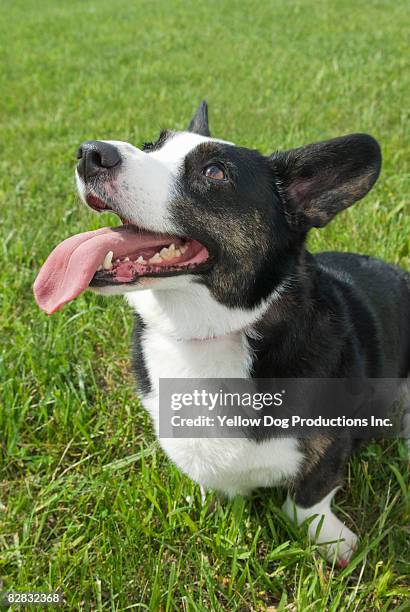 welsh cardigan corgi dog smiling at owner - cardigan welsh corgi stock pictures, royalty-free photos & images