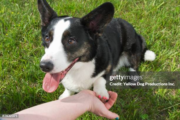 welsh cardigan corgi dog giving paw to owner - welsh-cardigan-corgi stockfoto's en -beelden