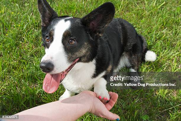 welsh cardigan corgi dog giving paw to owner - cardigan welsh corgi stock pictures, royalty-free photos & images
