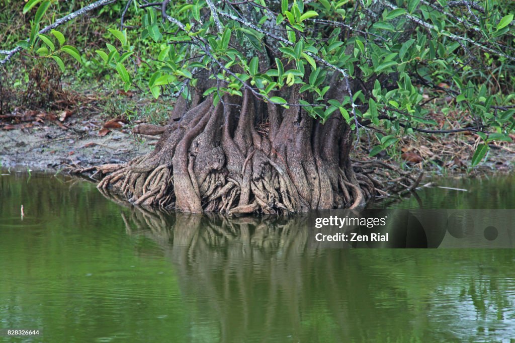 Annona Glabra - Pond apple, alligator apple, swamp apple