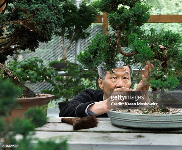 senior asian man trimming bonsai tree - perfezione foto e immagini stock
