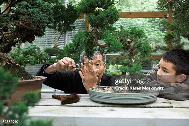 senior asian man trimming bonsai with childi - bonsai stock-fotos und bilder