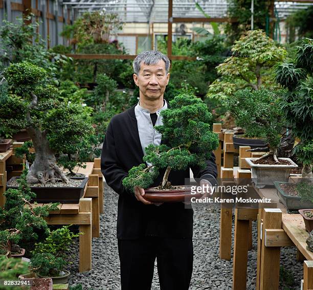 senior asian man holding bonsai tree portrait - bonsai imagens e fotografias de stock