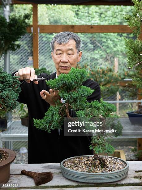 senior asian man trimming bonsai vertical - bonsai stock-fotos und bilder