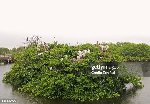 annona glabra - pond apple, alligator apple, swamp apple - alligator nest stock-fotos und bilder