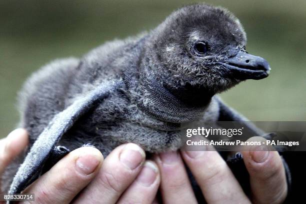 New baby penguin from parents Kyala and Oscar, who had their three-month-old baby Toga stolen before Christmas, is held at the Amazon World Zoo, Isle...