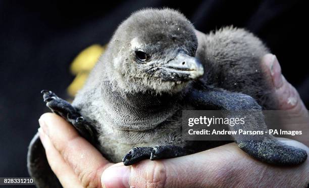 New baby penguin from parents Kyala and Oscar, who had their three-month-old baby Toga stolen before Christmas, is held at the Amazon World Zoo, Isle...