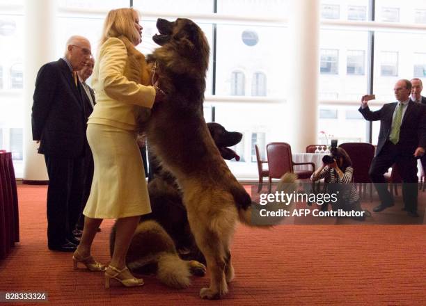 Leonberger named Hollywood gets the attention of his owner during a news conference with American Kennel Club and HJ Kalikow & Co. On August 9, 2017...