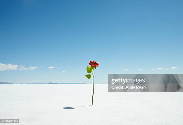 flower growing alone in desert. - fiore singolo foto e immagini stock