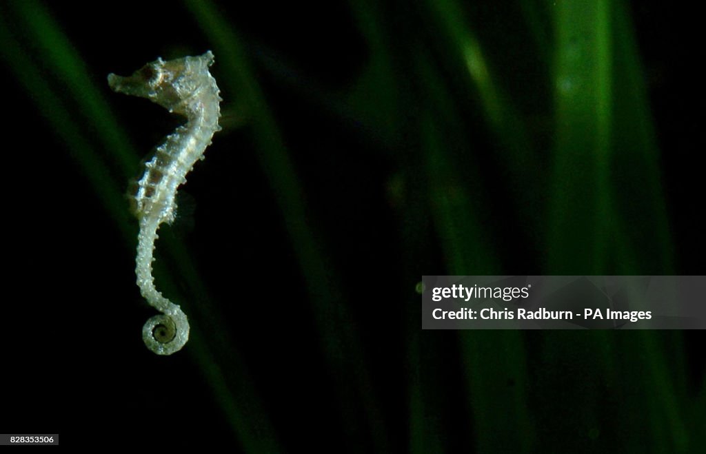 ANIMALS Seahorses