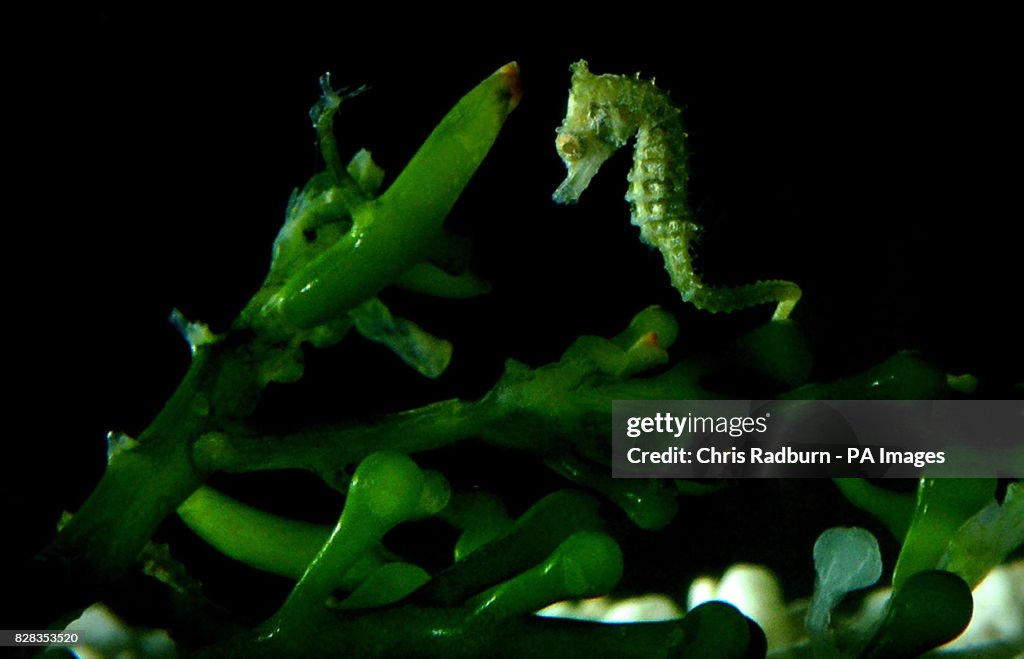 ANIMALS Seahorses