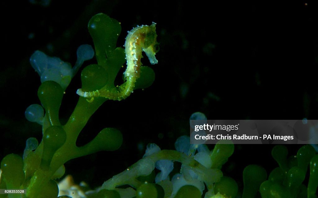 ANIMALS Seahorses