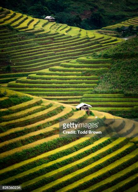 rice terraces of mu cang chai - mù cang chải stock pictures, royalty-free photos & images