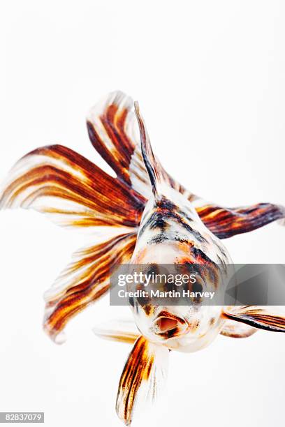 fantail comet goldfish - goldfish stock pictures, royalty-free photos & images