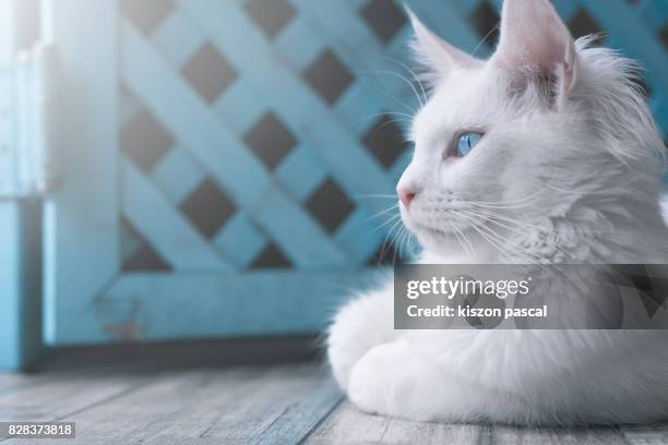 portrait of a white cat with blue eyes . . - cat with blue eyes stock pictures, royalty-free photos & images