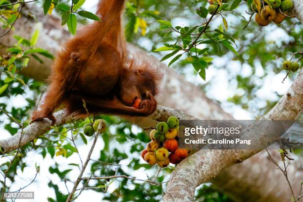 young orang utan feeding on fig. - île de bornéo photos et images de collection