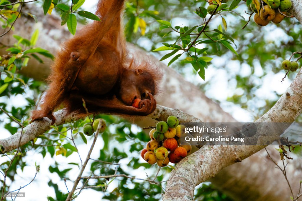 Young Orang Utan feeding on fig.
