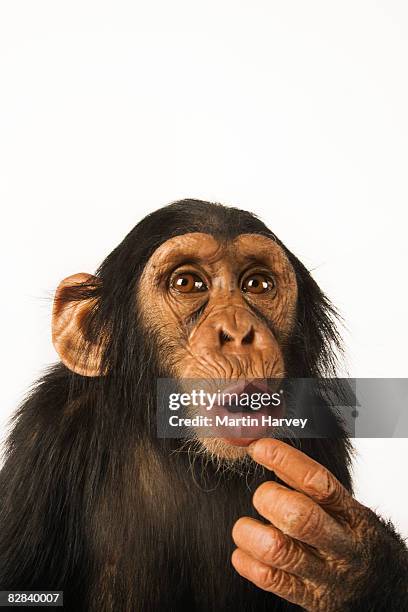 chimpanzee against white background. - chimpanzee stockfoto's en -beelden