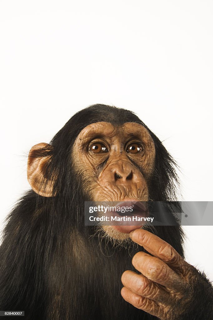 Chimpanzee against white background.