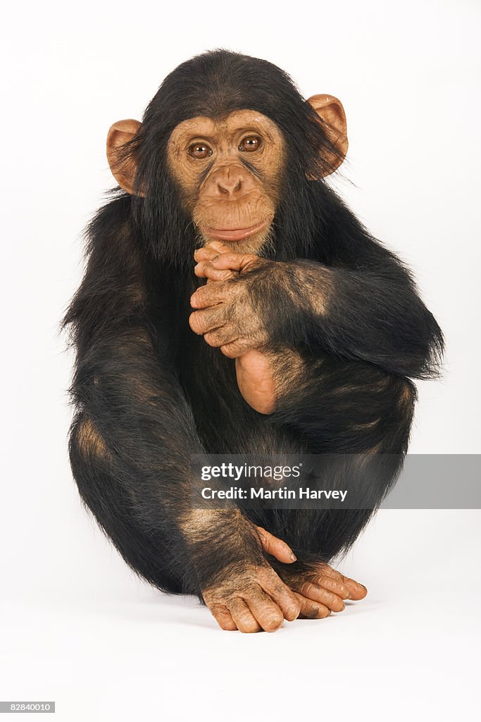 Chimpanzee against white background.