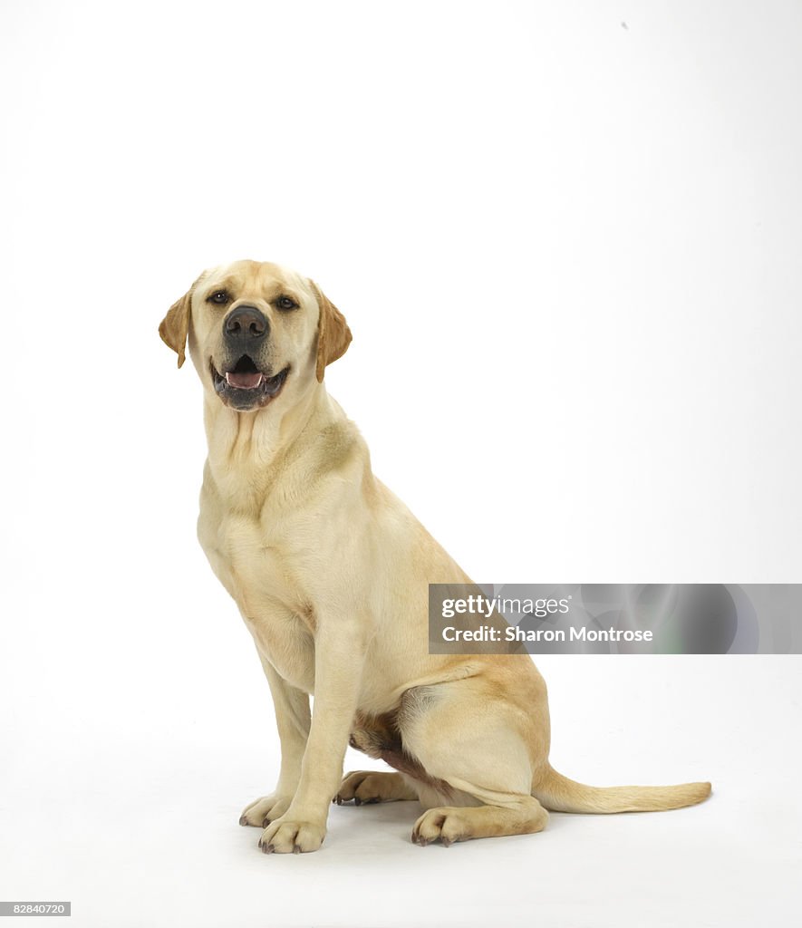 Dog on White 60