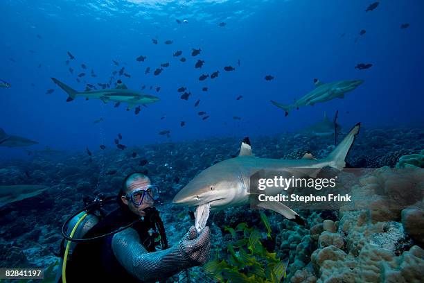 blacktip reef shark (carcharhinus melanopterus) - blacktip reef shark foto e immagini stock